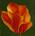 tn_Tulipano fondo verde 40x40